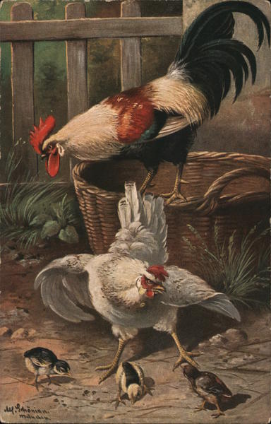 Chicken and Rooster Protecting Chicks Birds