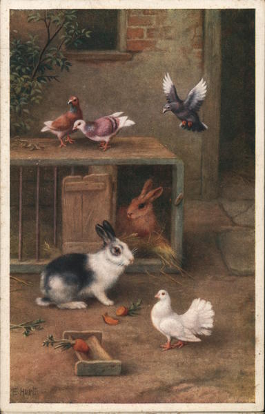 Bunnies and Pigeons in a yard Birds