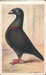 Black Pigeon Postcard