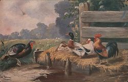 A turkey, some mallard ducks and a chicken and a rooster in a box of hay Postcard