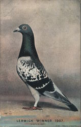 1907 Racing Pigeon Postcard