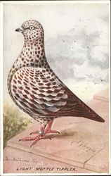 Light Mottle Tippler - The Feathered World Postcard