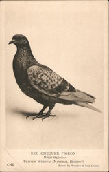 Red Chequer Pigeon Birds Postcard Postcard Postcard