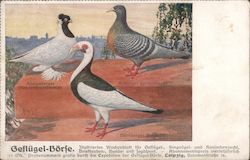 Three Types of German Pigeons Birds Postcard Postcard Postcard