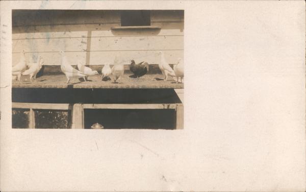 Black and white photo of pigeons taken prior to 1910 Palo Alto California