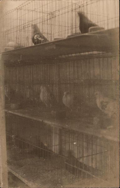 Pigeons in Cages Birds