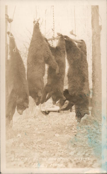 Four bear carcasses hung by hocks Isle Minnesota