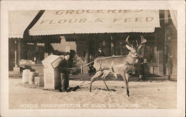 Winter Transportation: Reindeer Pulling Sled with Boy Blackduck Minnesota