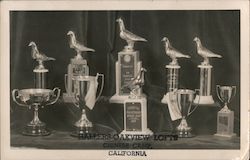 Pigeon Trophies - Hallers-Oakview Lofts Chinese Camp, CA Postcard Postcard Postcard