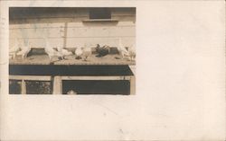 Black and white photo of pigeons taken prior to 1910 Postcard