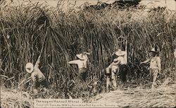 The Way We Harvest Wheat Postcard