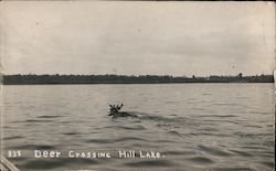 Deer Crossing Hill Lake Postcard