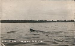 Deer Crossing Hill Lake Hill City, MN Postcard Postcard Postcard