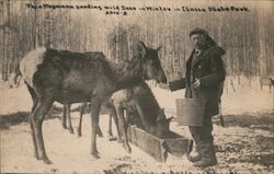 Theo Wegmann feeding wild deer in winter Itasca State Park Postcard