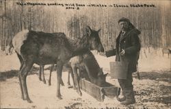 Theo Wegmann feeding wild deer in winter Itasca State Park Park Rapids, MN Postcard Postcard Postcard