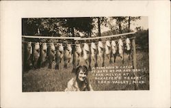 A Forenoon's Catch of Bass By Mr. and Mrs. Chas Melvin At Shaefer's Resort Postcard