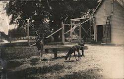 Deer Park at Sibley Postcard