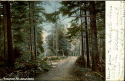 Wood Paths Pemaquid, ME Postcard 