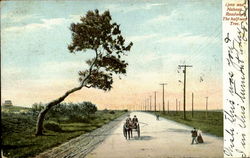 Lynn And Nahant Roadway The Half-Way Tree Massachusetts Postcard Postcard