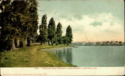Willows and Poplas Lake Merritt Postcard