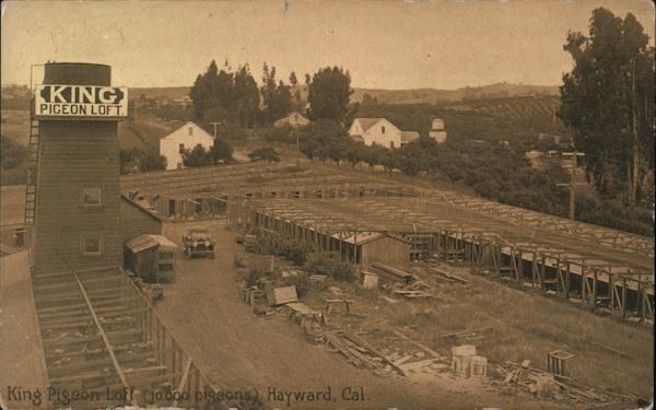 King Pigeon Loft (10,000 Pigeons) Hayward California