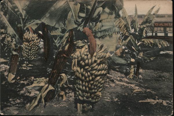 Bananas Honduras Central America