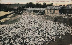 Pigeon Farm Near Elysian Park Postcard