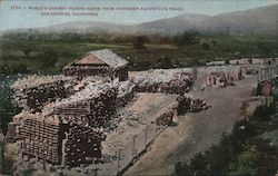 World's Largest Pigeon Ranch from Southern Pacific Co's Train Postcard