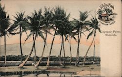 Coconut Palms Postcard