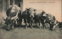 Caribou or Water Buffalo Postcard