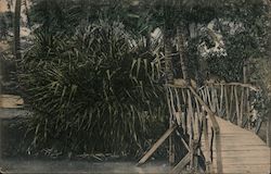 Luahala Tree Postcard