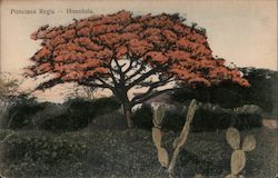 Ponciana Regie Postcard