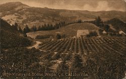 Vineyard Scene Napa, CA Postcard Postcard Postcard