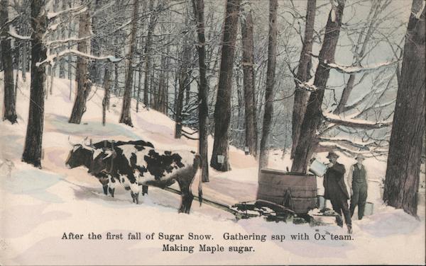Harvesting Sap with Ox Team for Making Maple Sugar After the First Snow Fall