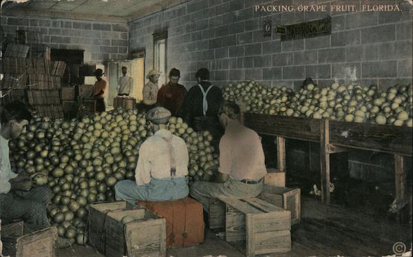 Packing Grape Fruit Florida