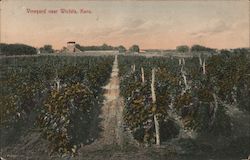 Vineyard Near Wichita, Kans. Postcard