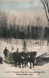 A Pair of Vermont Oxen With Sap Gathering Tank for Making Maple Sugar. Postcard Postcard Postcard