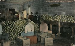 Packing Grape Fruit Postcard