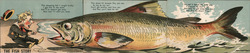 Set of 3: Installment Set "The Fish Story" Postcard