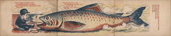 Set of 3: Fish Story Installment Set Postcard