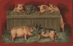 Pigs peaking over a fence Postcard