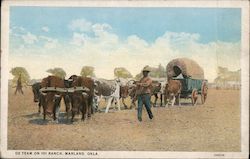 Ox Team on 101 Ranch Marland, OK Postcard Postcard Postcard