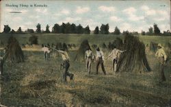 Shocking Hemp in Kentucky Postcard