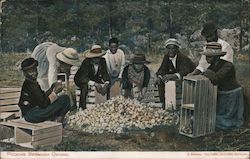 Packing Bermuda Onions - A group of people sit on crates around a pile of Bermuda onions Postcard