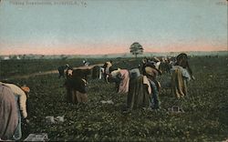 Picking Strawberries Norfolk, VA Postcard Postcard Postcard