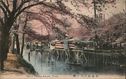 Cherry Blossoms Postcard