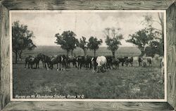 Horses on Mt. Abundance Station, Roma, W.Q. Postcard