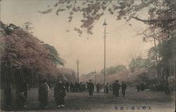 Cherry Blossoms at Uyeno Park, Tokyo Postcard