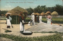Threshing and Cleaning Rice Postcard