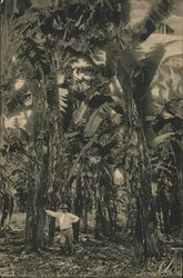 Farmer standing in the banana plantation 'Virginia Postcard